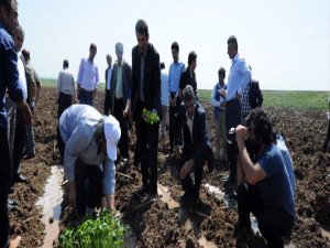 DİYARBAKIR BÜYÜKŞEHİR BELEDİYESİ YOKSULLAR İÇİN SEBZE FİDELERİ EKTİ