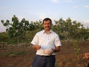 SİİRTLİ FISTIK ÜRETİCİLERİ 2 YILIN ZARARINI ÇIKARTACAK