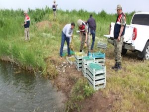 Jandarma yine suçüstü yaptı