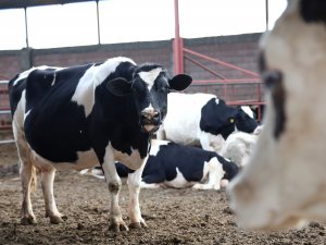 Embriyo transferiyle bir inekten "100 buzağı"