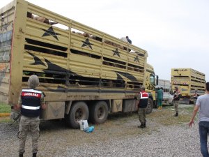 Jandarma, 650 adet kaçak küçükbaş hayvan ele geçirdi