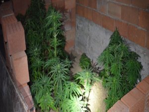 ERGANİ’DE ESRAR OPERASYONU