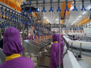 Kesilen tavuk ve hindi sayısı nisan'da arttı