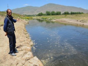 Încî Kefalî ber bi tunebûnê ve diçe