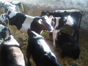 Rojavayî golikan perwerî dikin difroşin Başûr