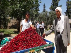 ŞİMDİ MARDİN KİRAZI ZAMANI