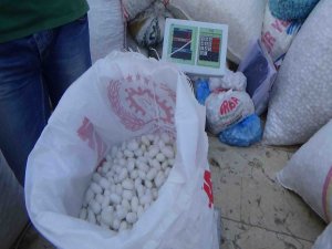 KULP’TA İPEKBÖCEĞİ KOZA ALIMLARI BAŞLADI