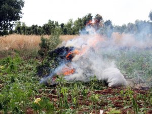 YÜZLERCE DÖNÜM ARAZİYE ESRAR EKMİŞLER