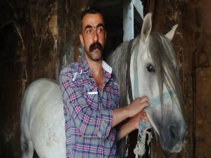 RAHVAN ATLARININ NESLİ TÜKENİYOR