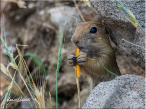 SİNCABIN KRAKER KEYFİ