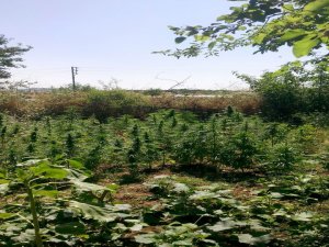 25 BİN 600 KÖK HİNT KENEVİRİ ELE GEÇİRİLDİ