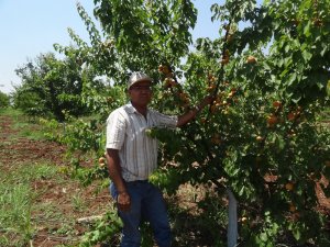 İLK KAYISI HASADINI YAPTILAR