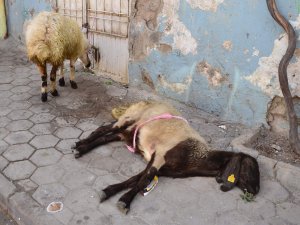 SICAK HAVALAR HAYVANLARI DA ETKİLEDİ