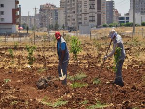 MEYVE BAHÇESİNE 800 FİDAN DİKİLDİ