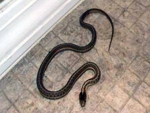 Avludaki yılanı vurmaya çalışırken,yengesini yaraladı