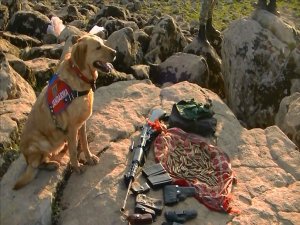 6 AYDA 855 SİLAH, 76 BOMBA,560 KG BOMBA MALZEMESİ YAKALANDI