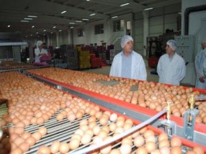 Tavuk yumurtası üretimi azaldı