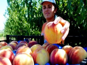 Rusya 33 ton meyveyi Türkiye'ye iade etti