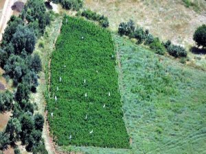 Pamuk bahçesi değil, kenevir tarlası…