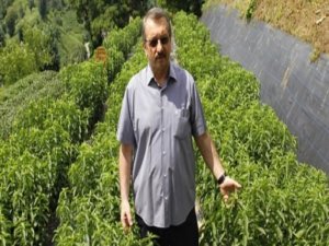 'Asrın bitkisi' başarıya ulaştı