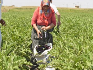Dayanışmacı ekonominin ilk ürünleri satışa sunuldu