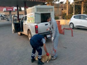 Ceylanpınar'da başıboş köpekler operasyonu