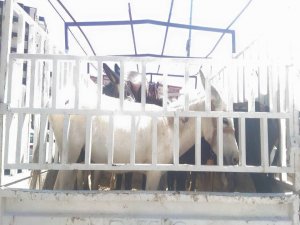 EŞEKLER 45 DERECE SICAKLIKTA BEKLEDİ, SAHİPLERİ KAHVEDE SERİNLEDİ