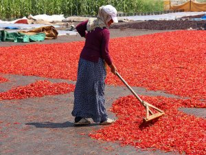 ŞANLIURFA’DA ACI HAYAT