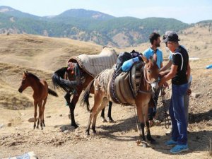 Koçerên Şenyayla: Axa me li me qedexe dikin