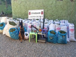 60 bin kök hint keneviri ve 400 kilo esrar ele geçirildi