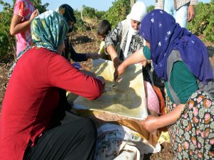 Siverek'te üzüm toplama ve bulamaç sezonu başladı