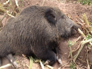 Köylüler domuz avında