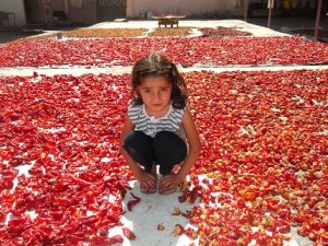 Acı biberin yeni bir faydası bulundu