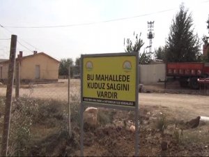 Mardin'de bir kişiyi ısıran köpekte kuduz hastalığı tespit edildi