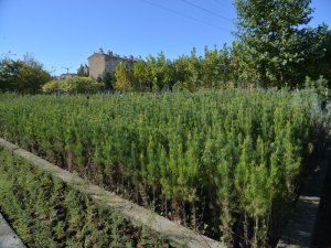 952 bin adet çiçek ve ağaç ürettik, diktik