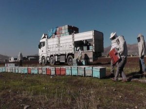 Koçberiya mêşan dest pê kir!