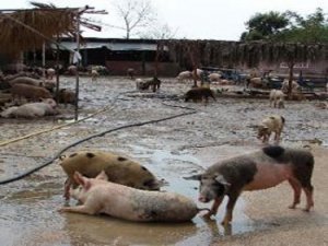 Türkiye Domuz Satacak