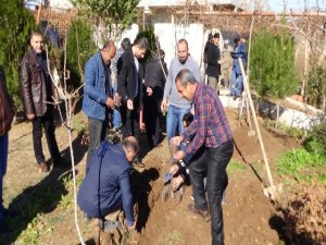 Batman'da çevreciler palamut fideleri dikti