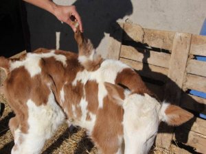 Sahip oldukları inek 5 ayaklı buzağı doğurdu