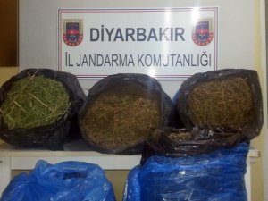 42,5 kilogram esrar ele geçirildi