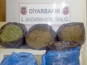 42,5 kilogram esrar ele geçirildi