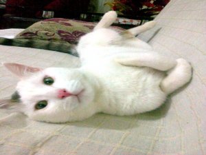 “Hayatımı kedime borçluyum”