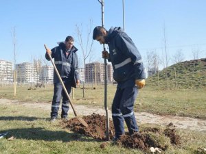 Ağaç dikme sezonu başladı