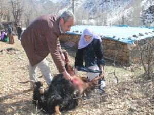 Şırnak’ın Beytüşşebap ilçesinde köye inen kurt sürüsü, 35 keçiyi telef etti