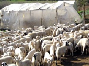 "Fındıkkabuğunu doldurmayan" tartışma :1 Ölü 1 Yaralı