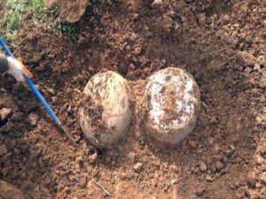 Silvan'da PKK'ye Ait Çok Sayıda Mühimmat Ele Geçirildi