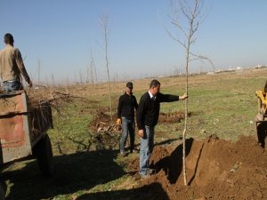 Bismil’de Dicle Nehir kıyısında ormanlık alan oluşuyor