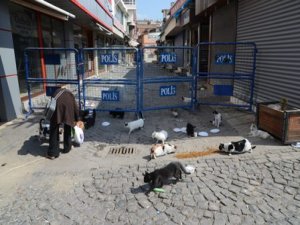 Sur’un yasaklı kedileri