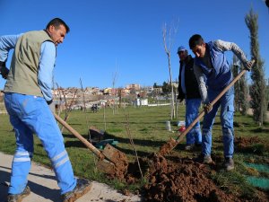 Çınar Belediyesi 25 bin ağaç dikti