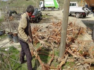 İPEKBÖCEĞİ ÜRETİCİLERİNE AĞAÇ DESTEĞİ